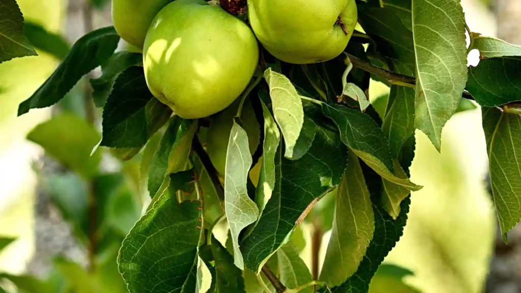 Apfelbaum gepflanzt, grüne Apfel am Baum